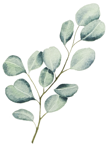 Watercolor silver dollar eucalyptus branch, twig with leaves